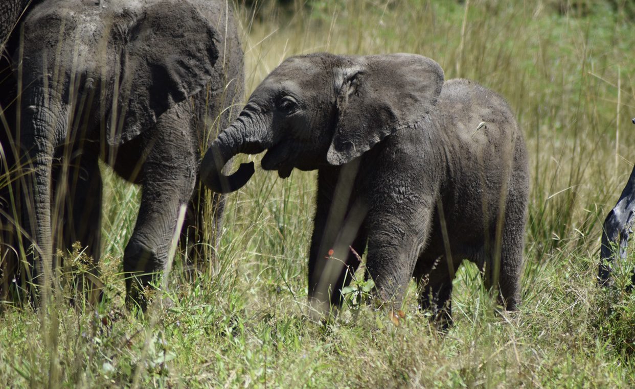 Baby elephant