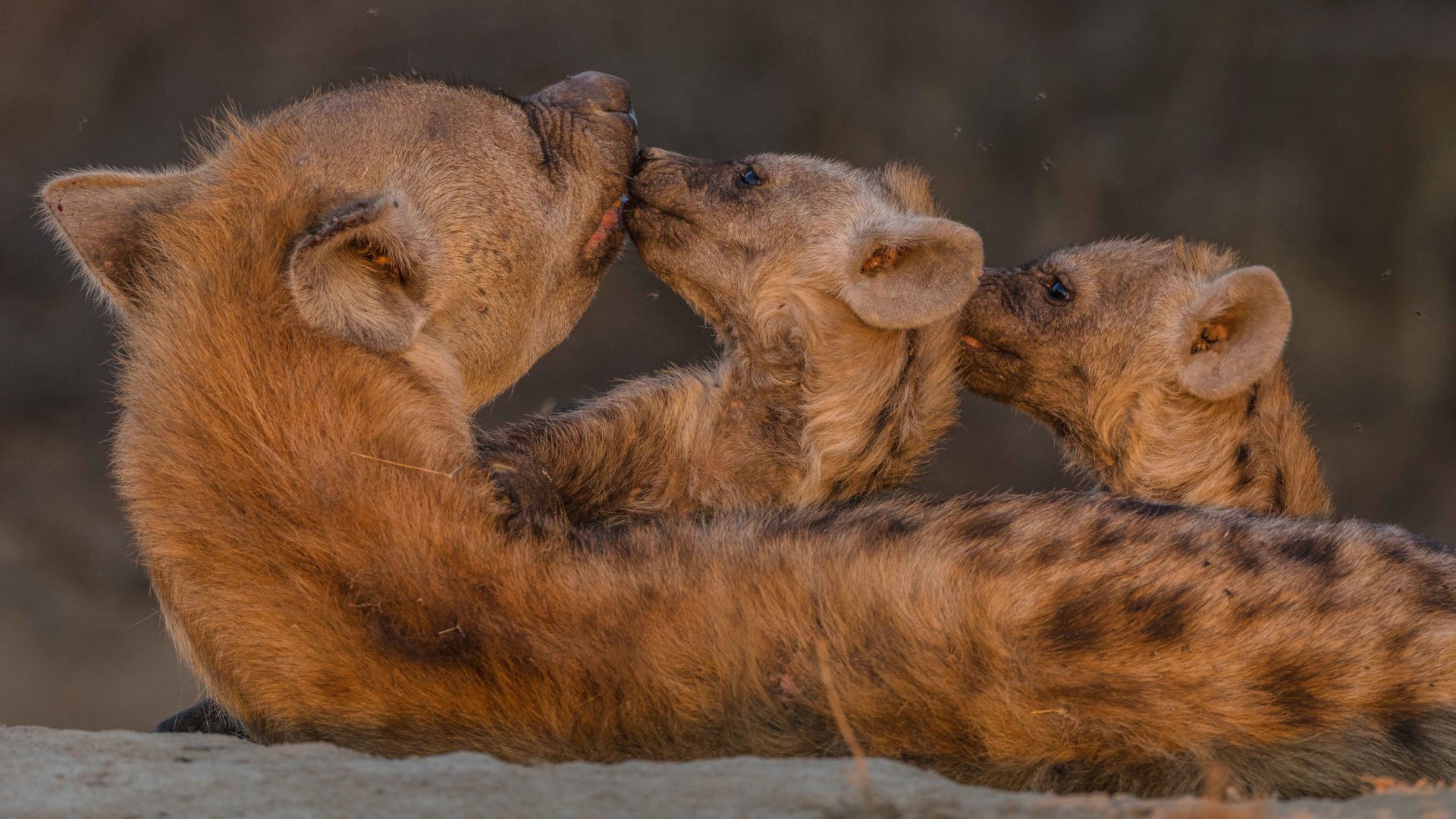 Hyena mother and pups