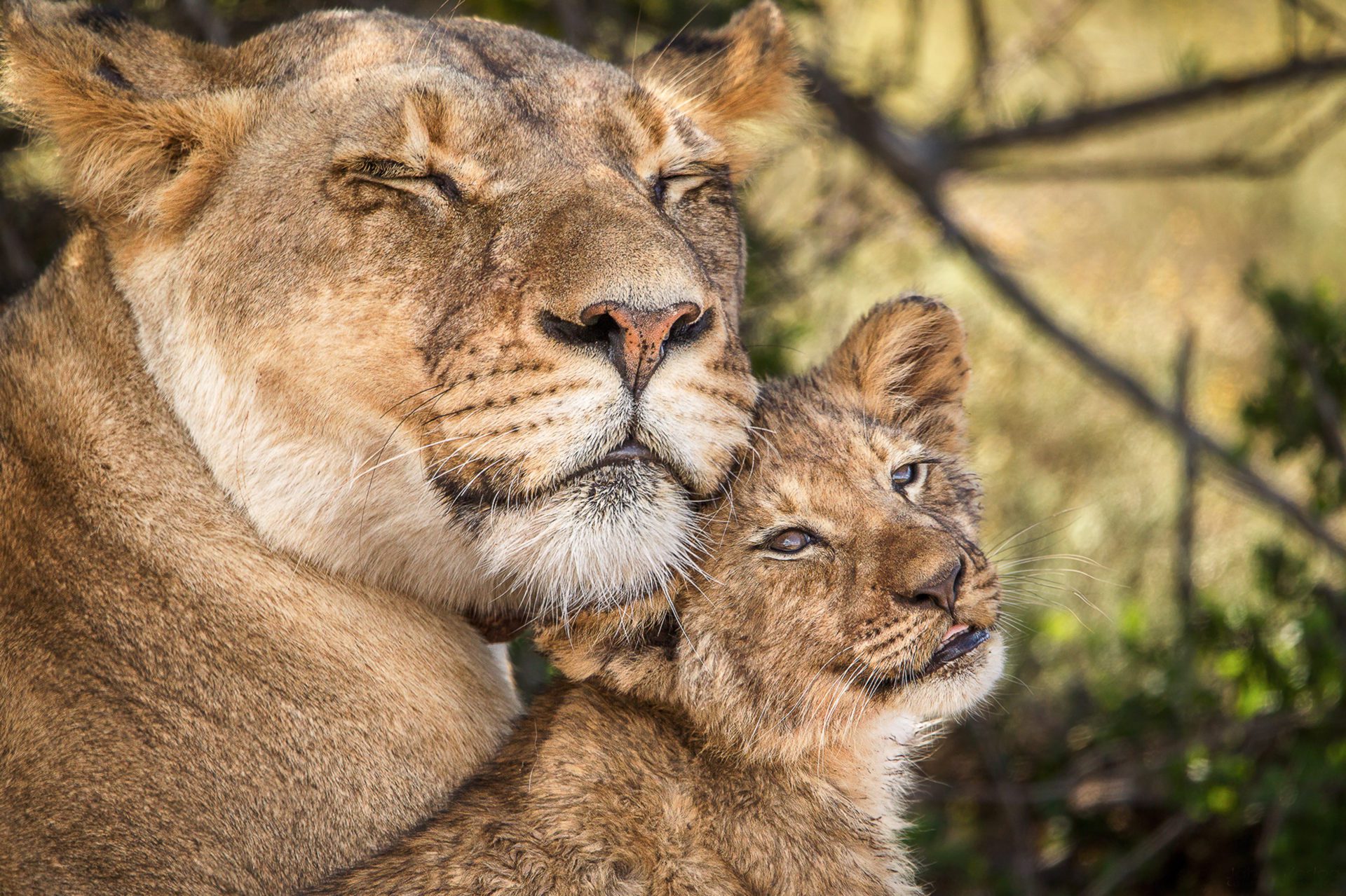 Lioness and cubs