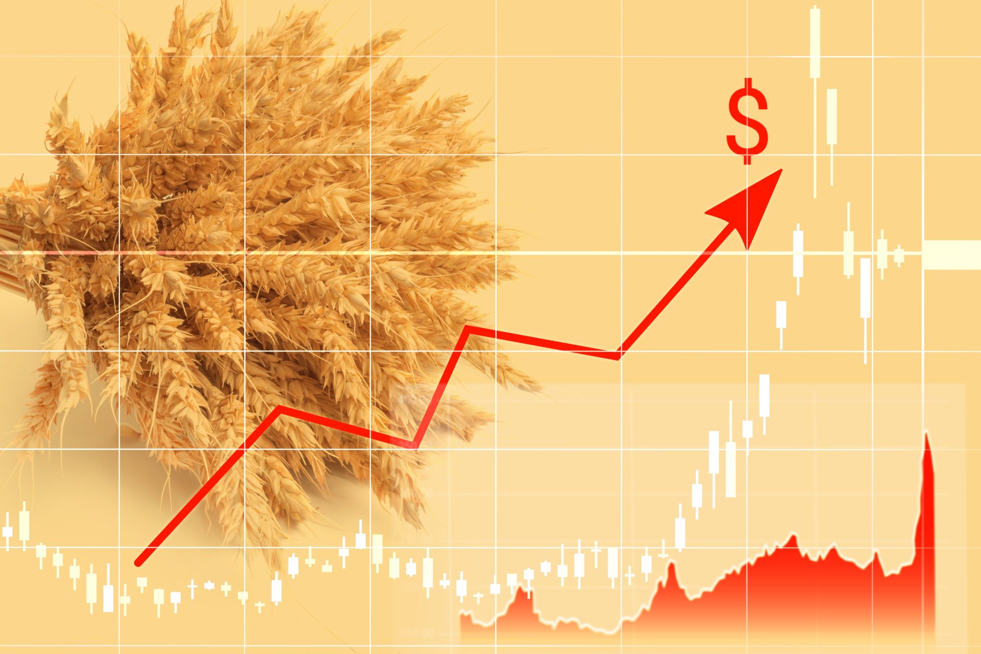 Global increase in wheat prices