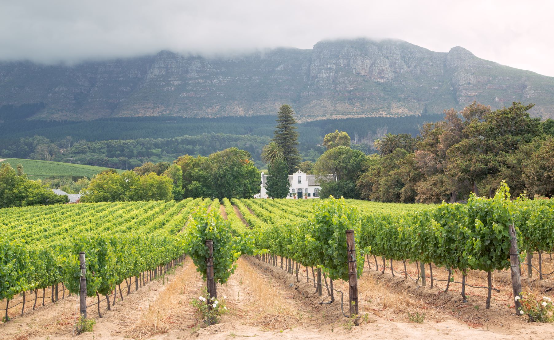 Vineyards in the upscale suburb, Constantia | ONGOLO