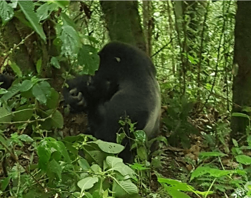 A silverback in the Mishaya group found in  the Bwindi Impenetrable Forest, Uganda. Photo credit: Mimi Kay