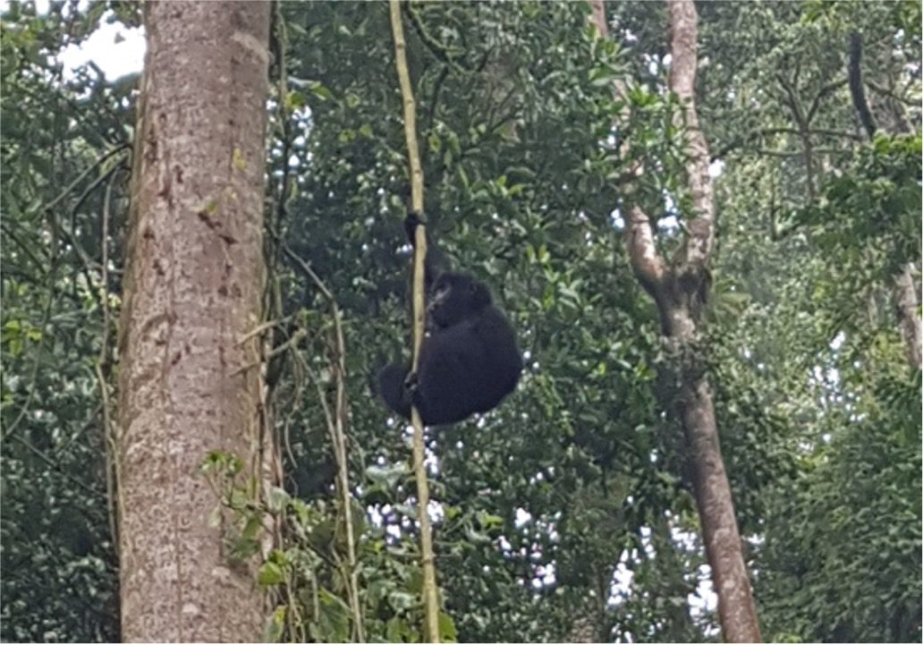 An infant gorilla in the Bwindi Impenetrable Forest, Uganda. Photo credit: Mimi Kay