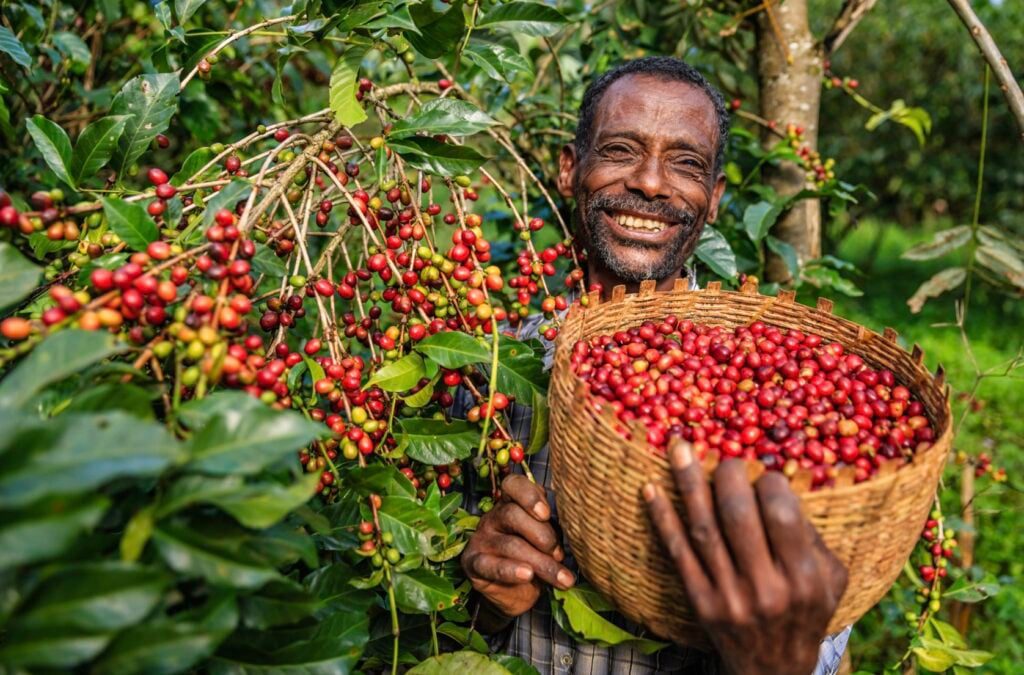 Coffee grower